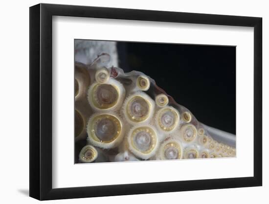 Closeup of Suckers and Teeth Rings-Louise Murray-Framed Photographic Print
