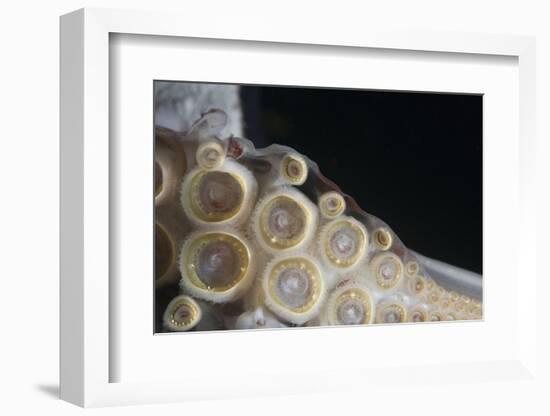 Closeup of Suckers and Teeth Rings-Louise Murray-Framed Photographic Print