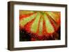 Closeup of Sundew (Carnivorous Plant), Drosera Aliciae-CLICKMANIS-Framed Photographic Print