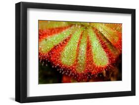 Closeup of Sundew (Carnivorous Plant), Drosera Aliciae-CLICKMANIS-Framed Photographic Print