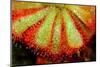 Closeup of Sundew (Carnivorous Plant), Drosera Aliciae-CLICKMANIS-Mounted Photographic Print