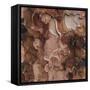 Closeup of Tree Bark-Micha Pawlitzki-Framed Stretched Canvas