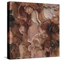 Closeup of Tree Bark-Micha Pawlitzki-Stretched Canvas