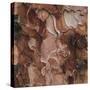 Closeup of Tree Bark-Micha Pawlitzki-Stretched Canvas