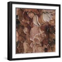 Closeup of Tree Bark-Micha Pawlitzki-Framed Premium Photographic Print