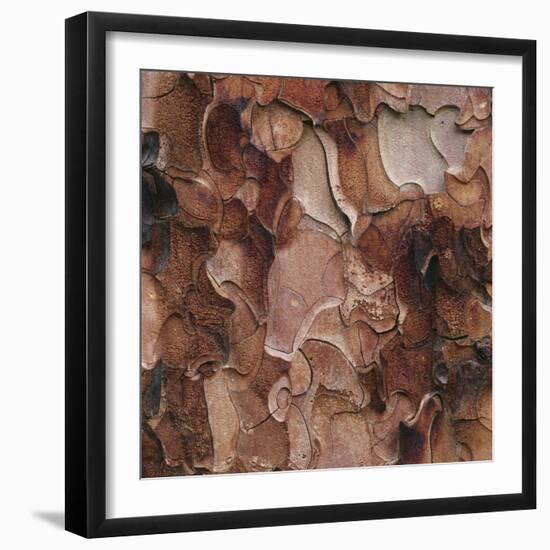 Closeup of Tree Bark-Micha Pawlitzki-Framed Premium Photographic Print