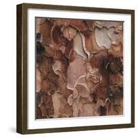 Closeup of Tree Bark-Micha Pawlitzki-Framed Photographic Print