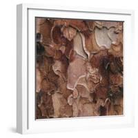 Closeup of Tree Bark-Micha Pawlitzki-Framed Photographic Print