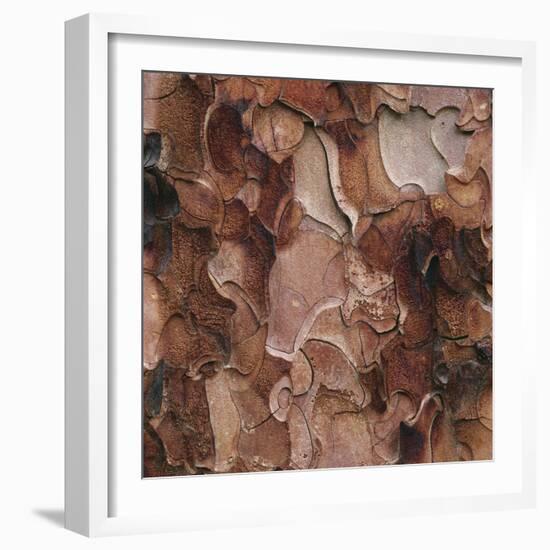 Closeup of Tree Bark-Micha Pawlitzki-Framed Photographic Print