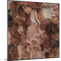 Closeup of Tree Bark-Micha Pawlitzki-Mounted Photographic Print
