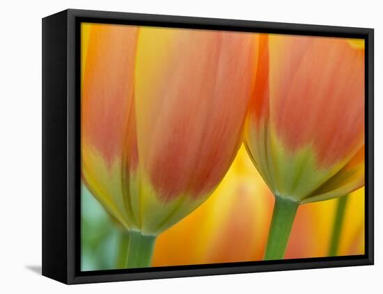 Closeup of Tulip.-Julianne Eggers-Framed Stretched Canvas