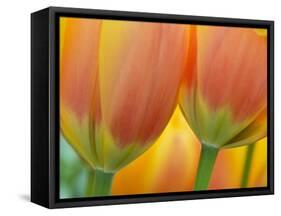 Closeup of Tulip.-Julianne Eggers-Framed Stretched Canvas