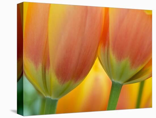 Closeup of Tulip.-Julianne Eggers-Stretched Canvas