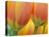 Closeup of Tulip.-Julianne Eggers-Stretched Canvas