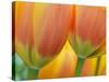 Closeup of Tulip.-Julianne Eggers-Stretched Canvas