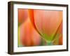 Closeup of Tulip.-Julianne Eggers-Framed Premium Photographic Print