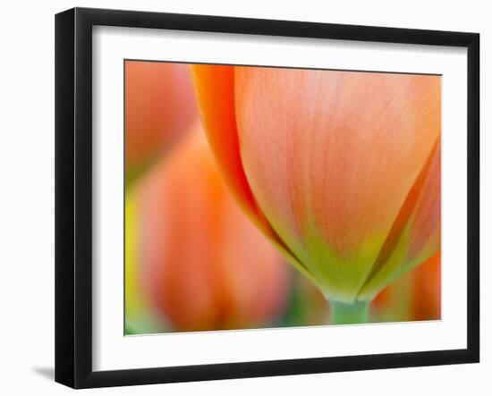 Closeup of Tulip.-Julianne Eggers-Framed Premium Photographic Print