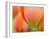 Closeup of Tulip.-Julianne Eggers-Framed Premium Photographic Print