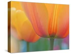 Closeup of Tulip.-Julianne Eggers-Stretched Canvas