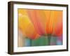 Closeup of Tulip.-Julianne Eggers-Framed Premium Photographic Print