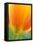 Closeup of Tulip.-Julianne Eggers-Framed Stretched Canvas