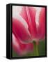 Closeup of Tulip.-Julianne Eggers-Framed Stretched Canvas