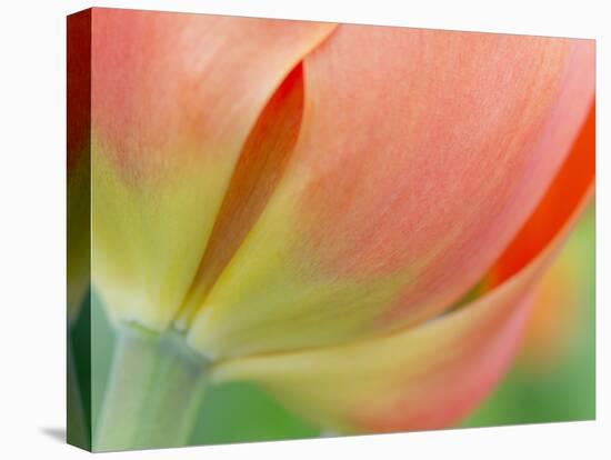 Closeup of Tulip.-Julianne Eggers-Stretched Canvas