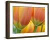 Closeup of Tulip.-Julianne Eggers-Framed Photographic Print