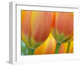 Closeup of Tulip.-Julianne Eggers-Framed Photographic Print