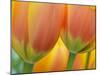 Closeup of Tulip.-Julianne Eggers-Mounted Photographic Print