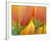 Closeup of Tulip.-Julianne Eggers-Framed Photographic Print