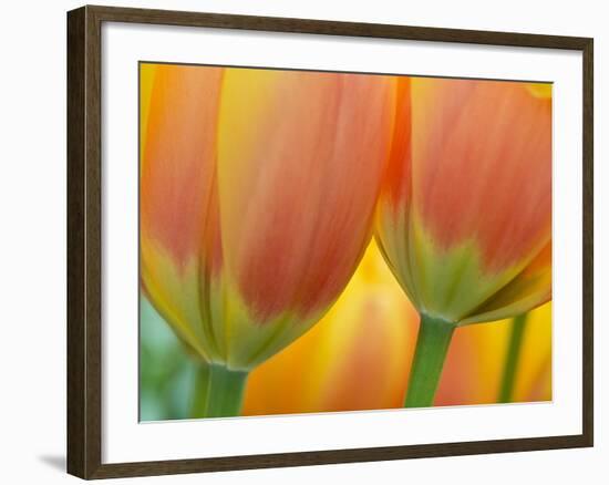 Closeup of Tulip.-Julianne Eggers-Framed Photographic Print