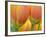 Closeup of Tulip.-Julianne Eggers-Framed Photographic Print