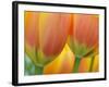 Closeup of Tulip.-Julianne Eggers-Framed Photographic Print