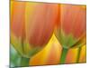 Closeup of Tulip.-Julianne Eggers-Mounted Photographic Print