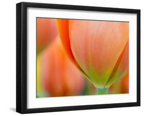 Closeup of Tulip.-Julianne Eggers-Framed Photographic Print