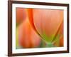 Closeup of Tulip.-Julianne Eggers-Framed Photographic Print