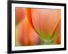 Closeup of Tulip.-Julianne Eggers-Framed Photographic Print