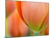 Closeup of Tulip.-Julianne Eggers-Mounted Photographic Print