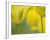 Closeup of Tulip.-Julianne Eggers-Framed Photographic Print