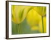 Closeup of Tulip.-Julianne Eggers-Framed Photographic Print