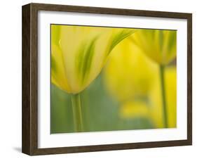 Closeup of Tulip.-Julianne Eggers-Framed Photographic Print