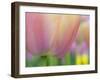 Closeup of Tulip.-Julianne Eggers-Framed Photographic Print