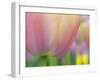 Closeup of Tulip.-Julianne Eggers-Framed Photographic Print