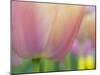 Closeup of Tulip.-Julianne Eggers-Mounted Photographic Print