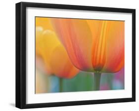 Closeup of Tulip.-Julianne Eggers-Framed Photographic Print