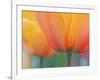 Closeup of Tulip.-Julianne Eggers-Framed Photographic Print