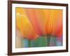 Closeup of Tulip.-Julianne Eggers-Framed Photographic Print