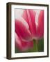 Closeup of Tulip.-Julianne Eggers-Framed Photographic Print