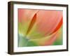 Closeup of Tulip.-Julianne Eggers-Framed Photographic Print